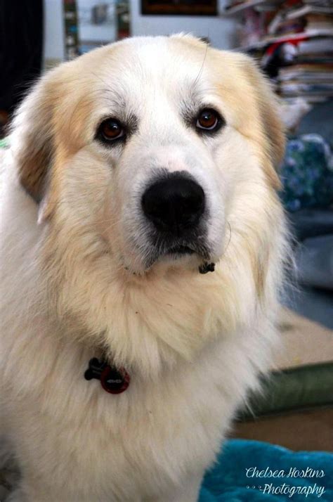 hermes mountain dog